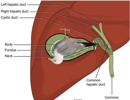 Gullbladder